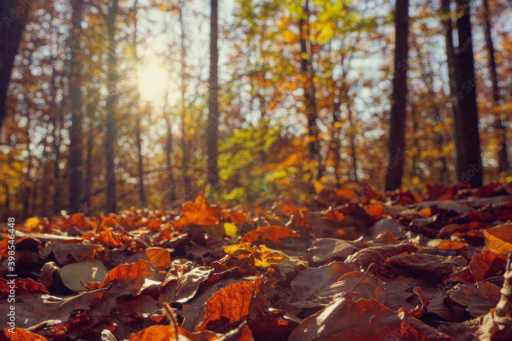 Colorful autumn leaves in a mixed forest. Lens flares ( Sonnenstern) and trees in the background. Copy space. - obrazy, fototapety, plakaty 