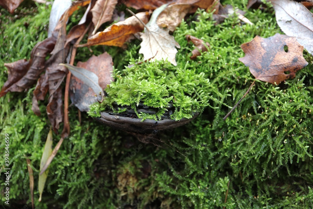 moss-covered polypore moss-covered polypore