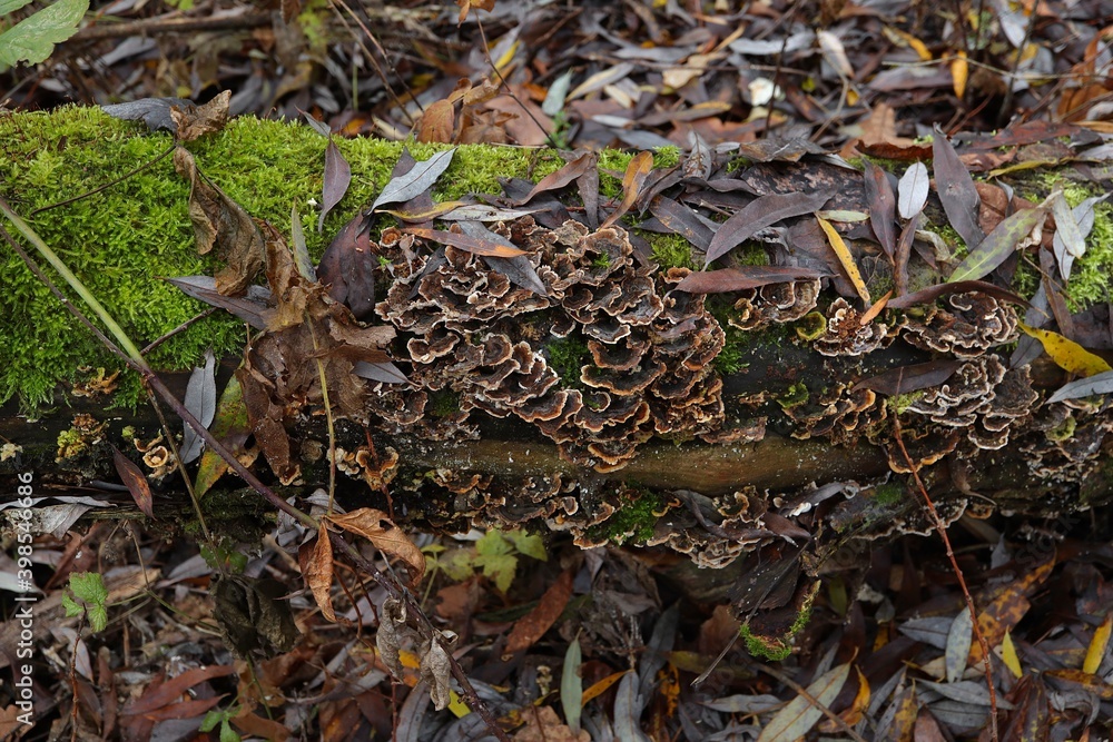 mushrooms on the tree mushrooms on the tree