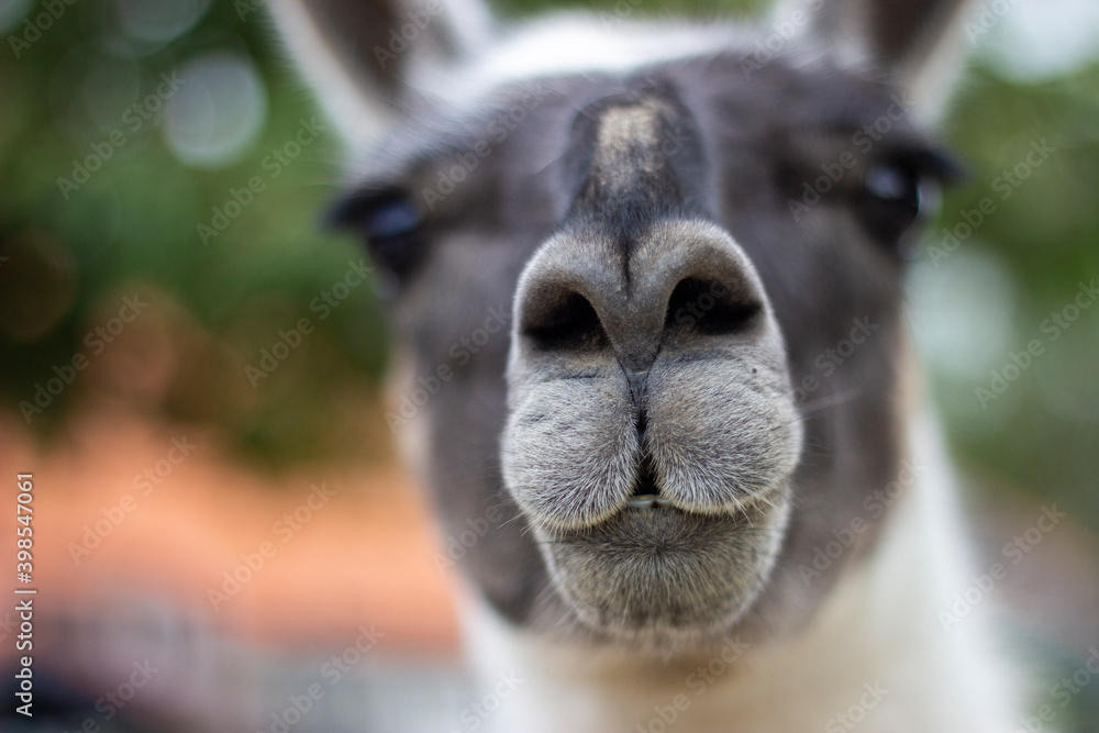 The white snout of a gray-faced llama in a close-up.