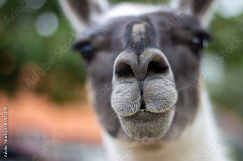 The white snout of a gray-faced llama in a close-up. © SaturnRaven