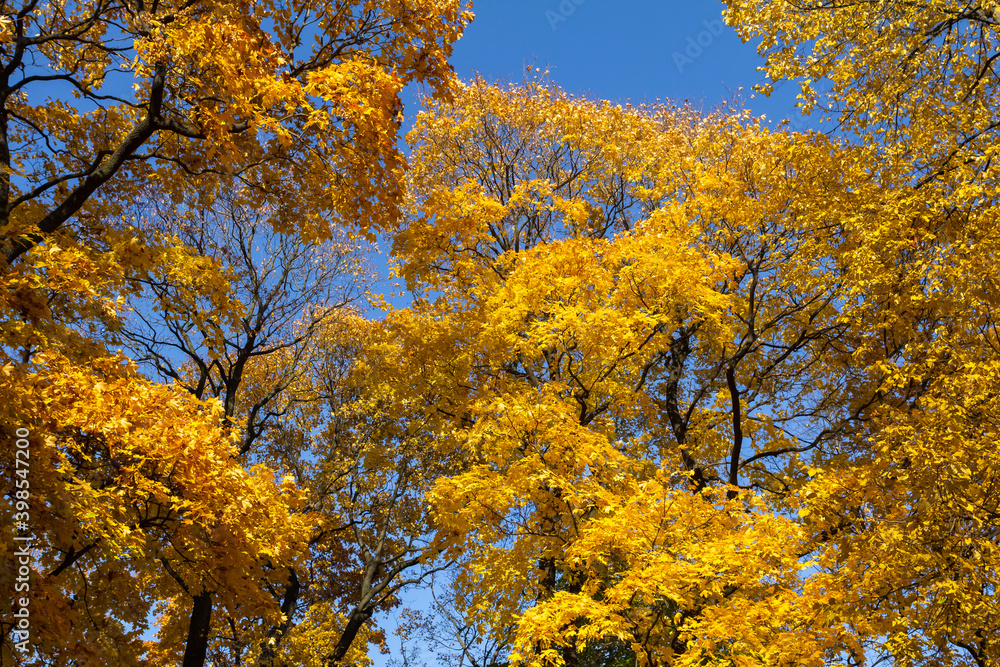 Golden leaves of a maple on a blue sky.