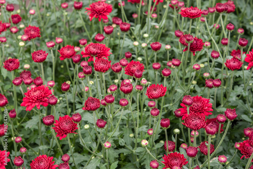 Red flowers with green plants