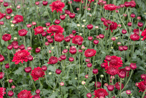 Red flowers with green plants