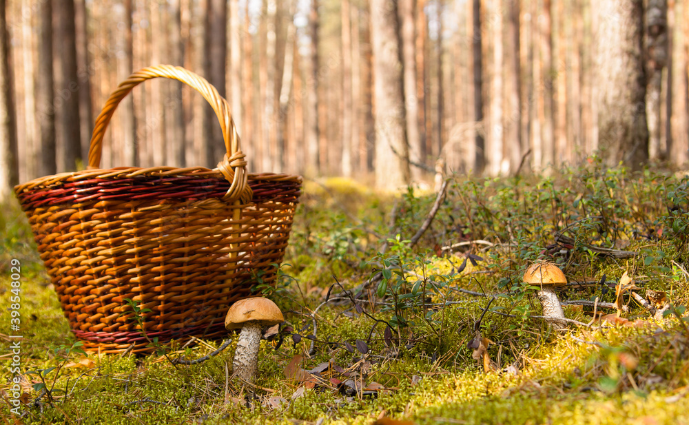Orange-cap boletus in summer time forest into the moss with pine trees and wicker basket background. Orange-cap boletus in summer time forest into the moss with pine trees and wicker basket background.