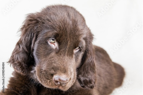 Fototapeta Naklejka Na Ścianę i Meble -  Brown flat coated retriever puppy. Dog's eyes. Retriever on a white background. Hunting dog puppy.