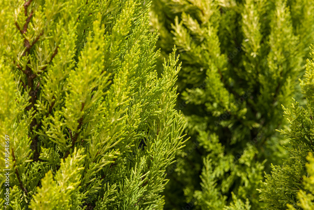 Fototapeta premium Green plant with texture
