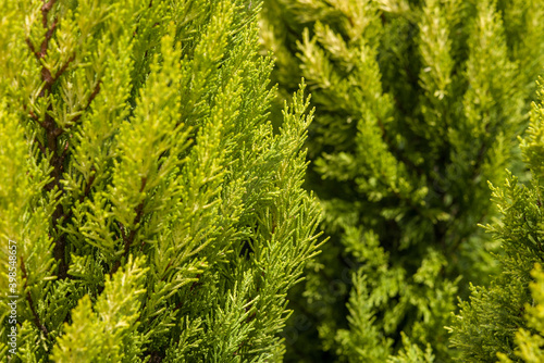 Green plant with texture