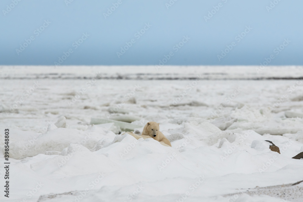 Two polar bears having a nap on the icy shores on Hudson Bay, laying there sleeping and keeping an eye out. Blue sky background with huge ice piles. Waiting for the sea ice to form for winter. Two polar bears having a nap on the icy shores on Hudson Bay, laying there sleeping and keeping an eye out. Blue sky background with huge ice piles. Waiting for the sea ice to form for winter.