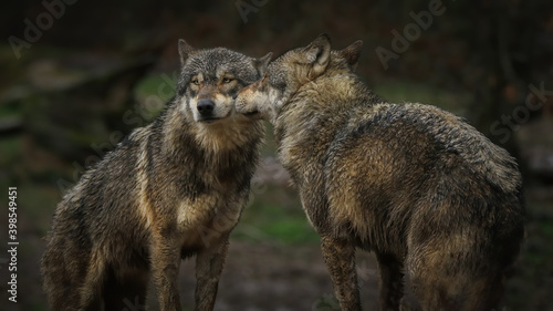 Tendresse entre loups gris