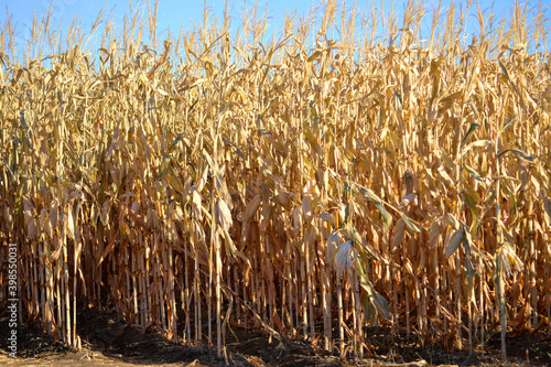Maze tunnel made from cornstalks in the fall in a farmer's pumpkin patch. Yellow stalk against a vivid blue sky.