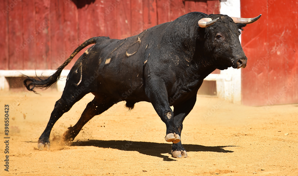spanish bull with big horns on spain spanish bull with big horns on spain