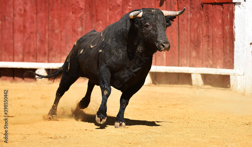 spanish bull with big horns on spain