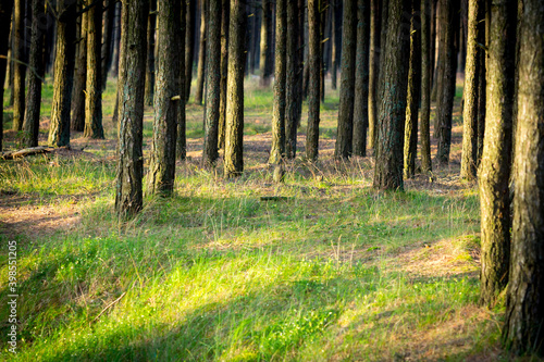Pine tree trunks and green grass in the forest summer view