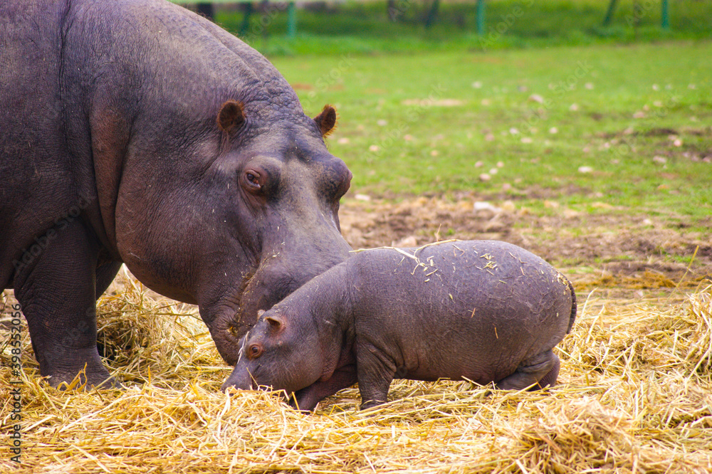 Mother hippo close to her baby. Mother hippo close to her baby.