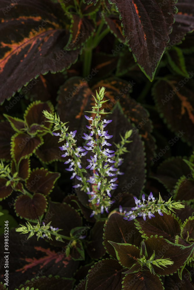 white and purple flowers in dark background white and purple flowers in dark background