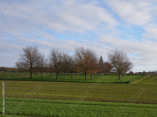 landscape with trees