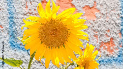 Sunflowers with a yellow, slightly orange color, against the background of a brick wall with noisy information