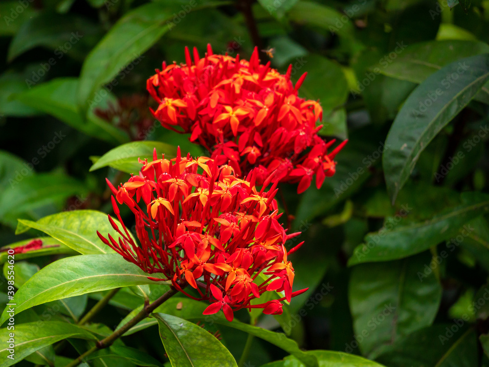 Jungle Geranium, Flame of the Woods or Jungle Flame or Pendkuli (Ixora coccinea), Red Flowers like a Bouquet in a Garden Jungle Geranium, Flame of the Woods or Jungle Flame or Pendkuli (Ixora coccinea), Red Flowers like a Bouquet in a Garden