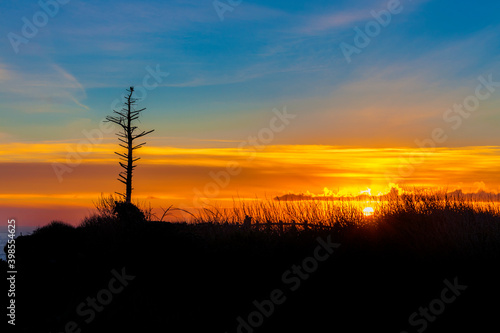 Sunset Shilouetted Lone Snag