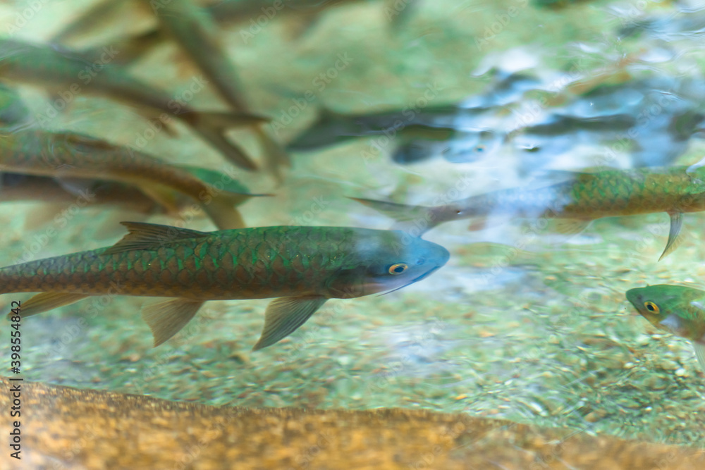 Fototapeta premium small river fish in a clear water, waterfall at Khao Khitchakut National Park, Thailand.