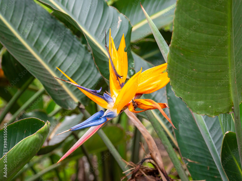 Crane Flower or Bird of Paradise (Strelitzia reginae), Flower that Looks Like a Bird Spreading its Wings Crane Flower or Bird of Paradise (Strelitzia reginae), Flower that Looks Like a Bird Spreading its Wings