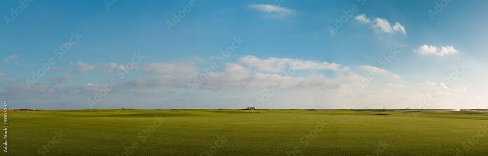 Fototapeta premium background of green grass
