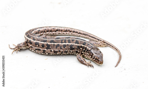 Obraz na płótnie The animal is a nimble lizard on a light background. Lacerta agilis w salonie