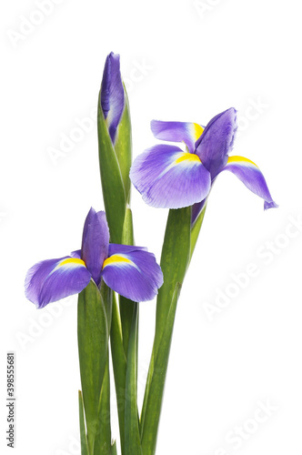 Fototapeta Naklejka Na Ścianę i Meble -  Iris flowers and bud