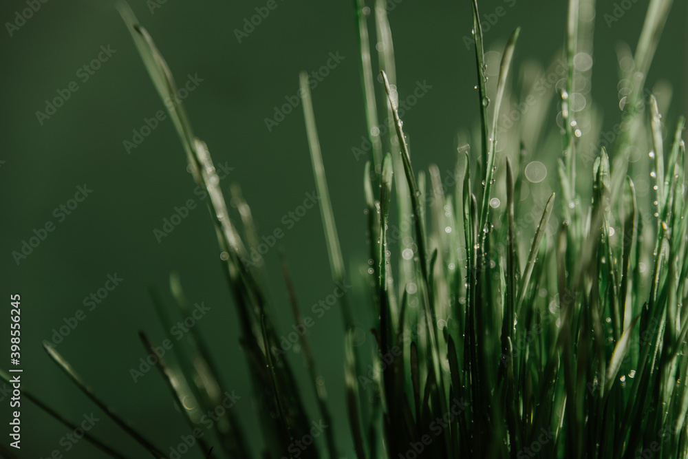 juicy green grass close up. Water drops