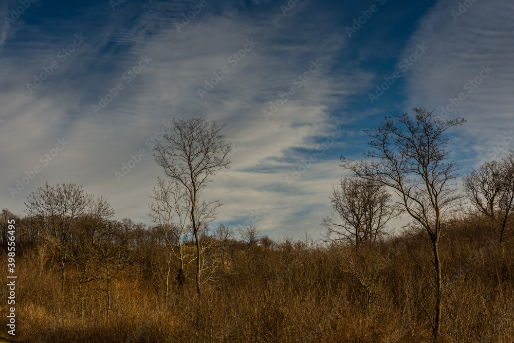 forest with single high trees and fine clouds on the sky