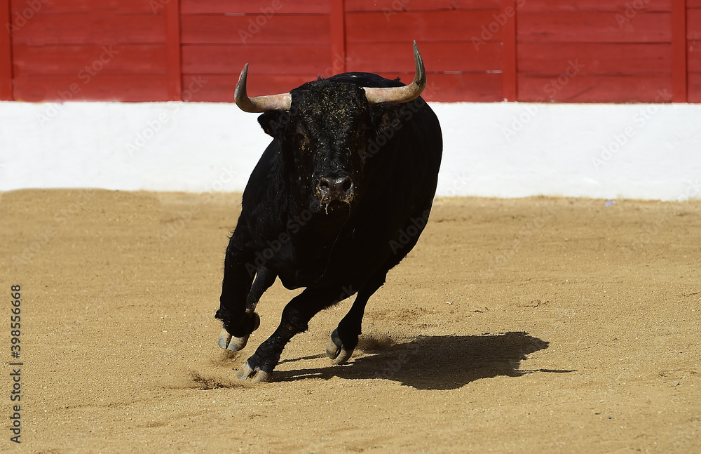 spanish bull with big horns on spain spanish bull with big horns on spain