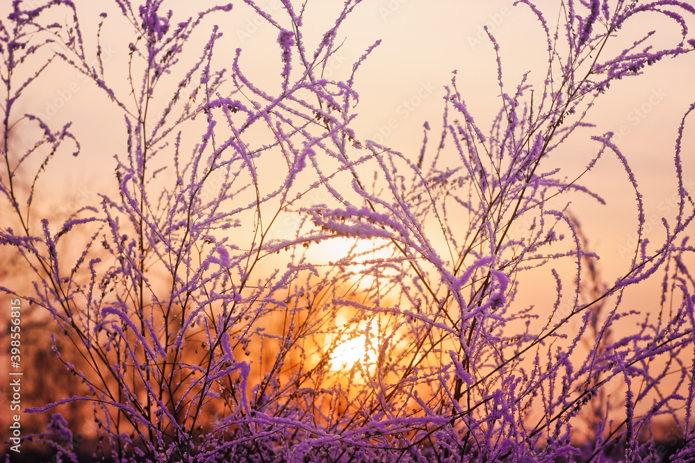 Obraz premium very beautiful openwork grass, in the snow, against the background of sunset, purple, orange, winter, frost