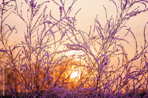 very beautiful openwork grass  in the snow  against the background of sunset  purple  orange  winter  frost