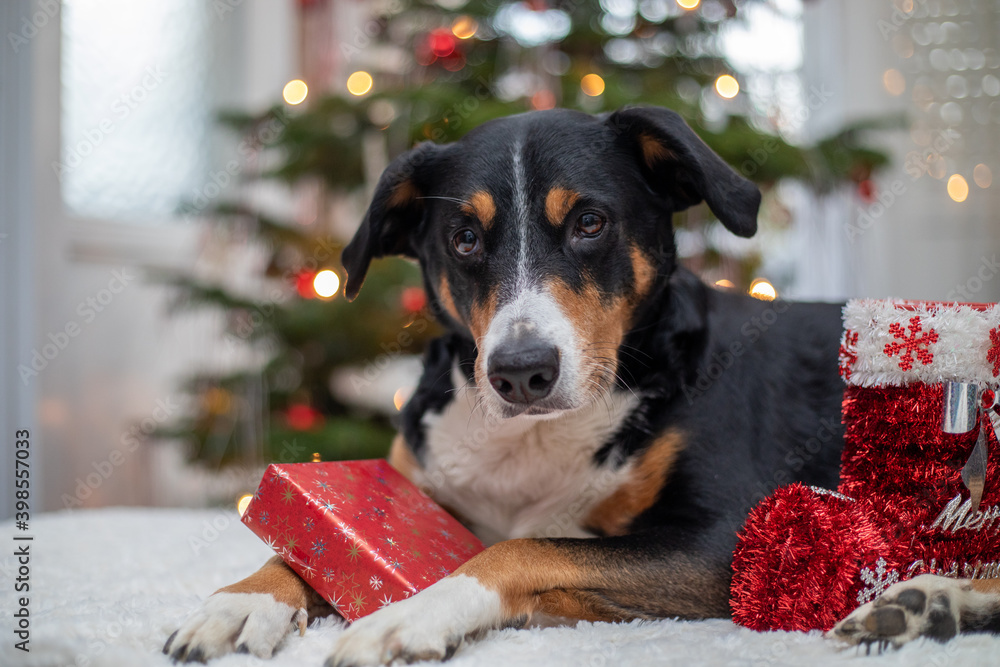 Cute dog on Christmas background
