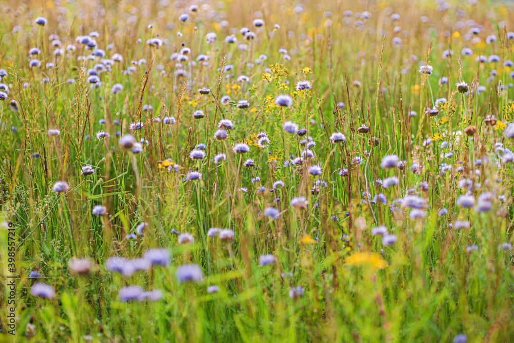 Fototapeta premium summer wild meadow with flowers