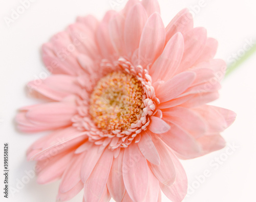 Pink gerbera flower  © karinast123