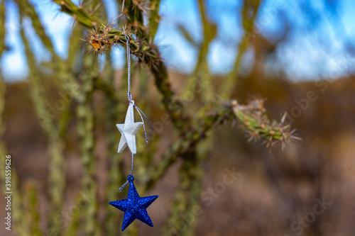 Blue Christmas stars hanging on a cholla cactus in the desert photo