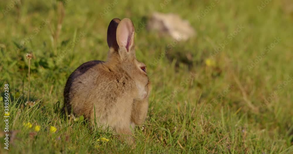 Rabbit in grassy field, Compton Abbas, Dorset, UK Rabbit in grassy field, Compton Abbas, Dorset, UK