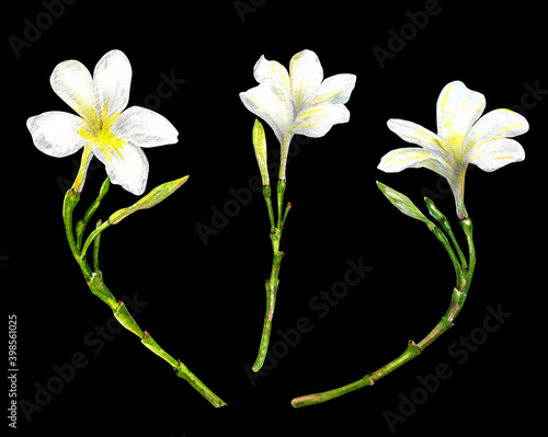 Watercolor set tropical frangipani flowers isolated on a black background. Plumeria exotic. Hand painting