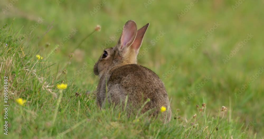 Rabbit in grassy field, Compton Abbas, Dorset, UK Rabbit in grassy field, Compton Abbas, Dorset, UK