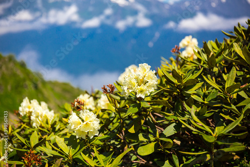 Rhododendron caucasicum beautiful close up view, Caucasus mountains. photo