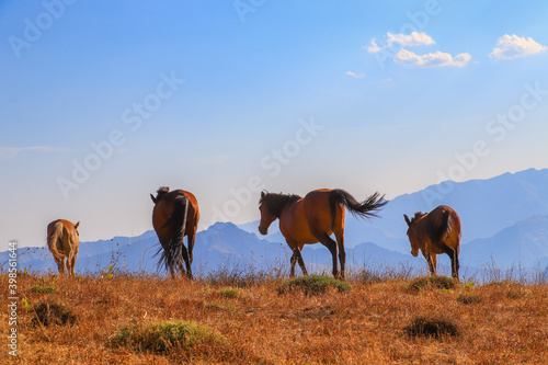 stray horses roaming the mountains  herd of horses. blue sky  white cloud