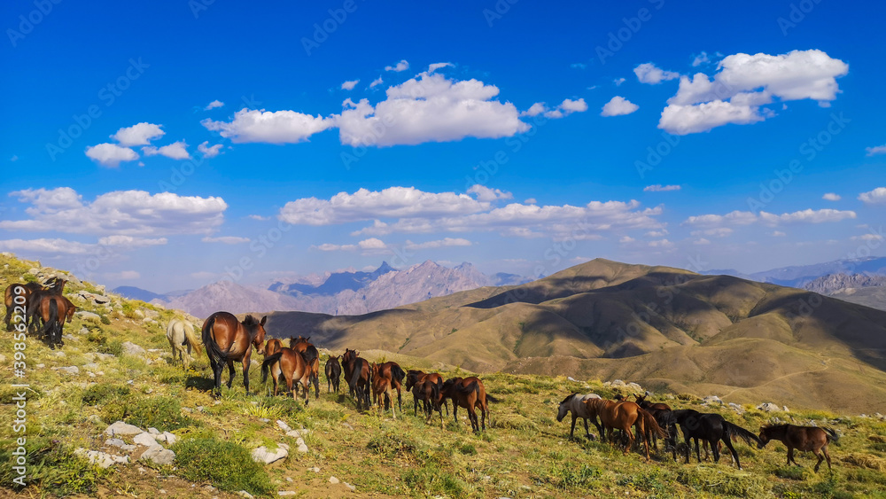 Fototapeta premium stray horses roaming the mountains, herd of horses. blue sky, white cloud