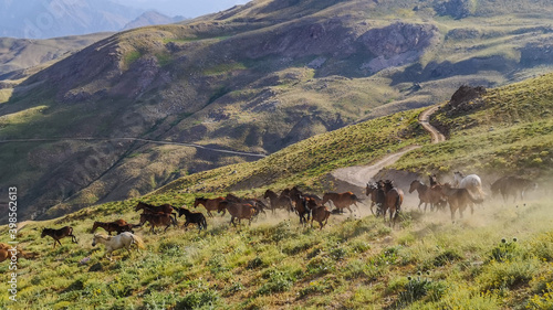 
stray horses roaming the mountains, herd of horses