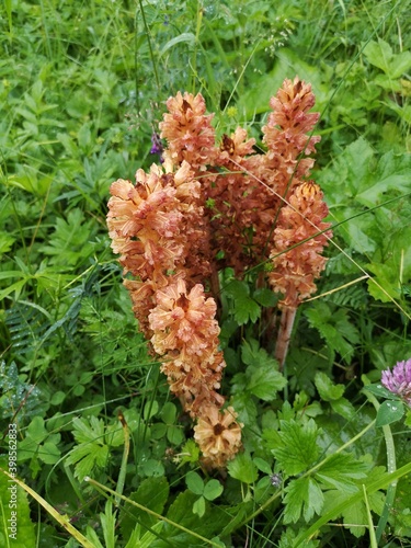 Flower of a butterbur broom (Orobanche flava). Plant parasite.