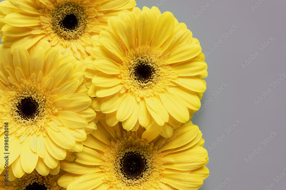 Demonstrating trendy colors 2021 - Gray and Yellow. Beautiful gerbera flowers on grey background with copy space Demonstrating trendy colors 2021 - Gray and Yellow. Beautiful gerbera flowers on grey background with copy space