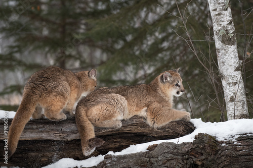 Female Cougars (Puma concolor) Lie on Log Winter © geoffkuchera