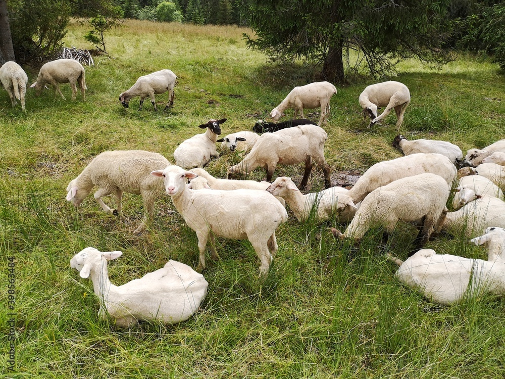 Obraz premium Sheeps in a meadow on green grass. Mountain.