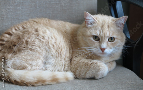 A beautiful domestic cat lies on an office chair near the armrest. Soft focus.